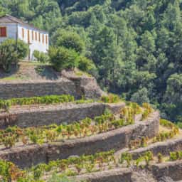 A frescura do Douro: Manoella Branco 2019