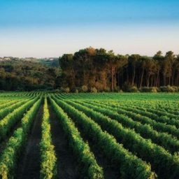 Quinta de Lemos convida a experienciar a essência das vindimas no Dão