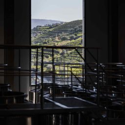 Investimento de €5 ME em no Centro de Vinificação do Vale do Douro, que já arrancou para a primeira vindima